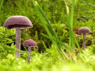 Fabulous fungi (v.m.)