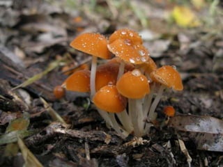 Fabulous fungi (v.m.)