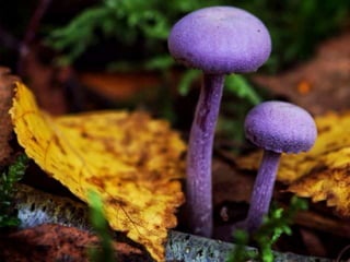 Fabulous fungi (v.m.)