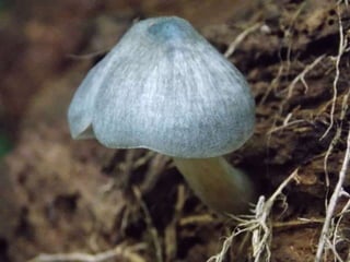 Fabulous fungi (v.m.)