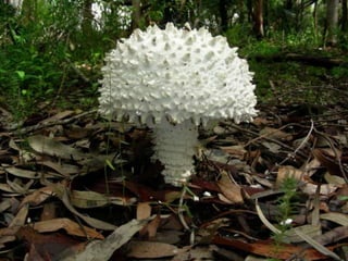 Fabulous fungi (v.m.)