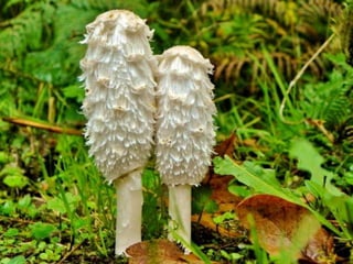 Fabulous fungi (v.m.)