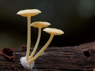 Fabulous fungi (v.m.)
