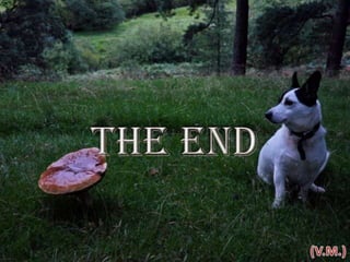 Fabulous fungi (v.m.)