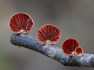 Fabulous fungi (v.m.)