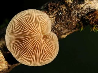 Fabulous fungi (v.m.)