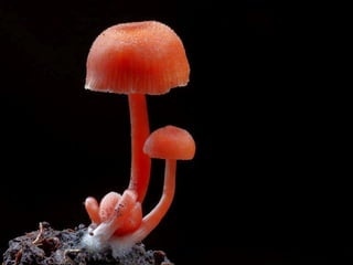 Fabulous fungi (v.m.)