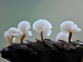 Fabulous fungi (v.m.)