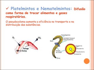  Platelmintos e Nematelmintos: Difusão
como forma de trocar alimentos e gases
respiratórios.
O pseudoceloma aumenta a eficiência no transporte e na
distribuição das substâncias.
 