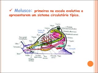  Molusco: primeiros na escala evolutiva a
apresentarem um sistema circulatório típico.
Coração
Vasos do
“pulmão”
 