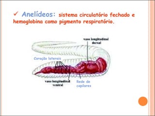  Anelídeos: sistema circulatório fechado e
hemoglobina como pigmento respiratório.
Coração laterais
Rede de
capilares
 