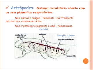  Artrópodes: Sistema circulatório aberto com
ou sem pigmentos respiratórios.
Nos insetos o sangue – hemolinfa – só transporta
nutrientes e remova excretas.
Nos crustáceos o pigmento é azul – hemocianina.
Ostíolos
Coração tubular
 