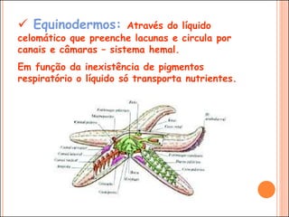  Equinodermos: Através do líquido
celomático que preenche lacunas e circula por
canais e câmaras – sistema hemal.
Em função da inexistência de pigmentos
respiratório o líquido só transporta nutrientes.
 