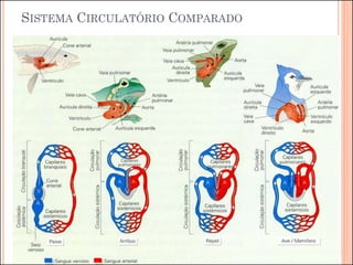 SISTEMA CIRCULATÓRIO COMPARADO
 