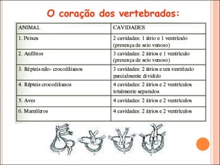 O coração dos vertebrados:
 
