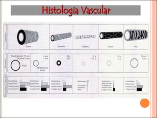 FAC - Sistema Circulatório