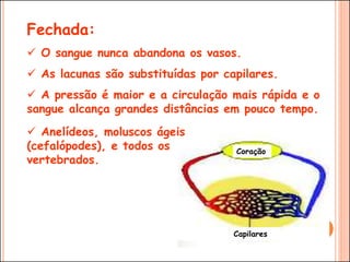 Fechada:
 O sangue nunca abandona os vasos.
 As lacunas são substituídas por capilares.
 A pressão é maior e a circulação mais rápida e o
sangue alcança grandes distâncias em pouco tempo.
Coração
Capilares
 Anelídeos, moluscos ágeis
(cefalópodes), e todos os
vertebrados.
 