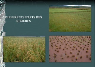 DIFFERENTS ETATS DES
RIZIERES
 