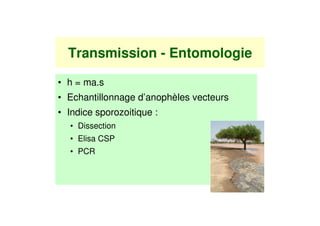 Transmission - Entomologie

• h = ma.s
• Echantillonnage d’anophèles vecteurs
• Indice sporozoitique :
  • Dissection
  • Elisa CSP
  • PCR
 