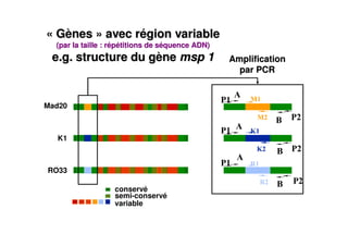« Gènes » avec région variable
  (par la taille : répétitions de séquence ADN)
 e.g. structure du gène msp 1              ...