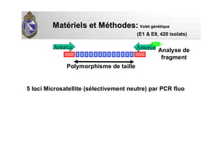 MatMatéériels et Mriels et Mééthodes:thodes: Volet gVolet géénnéétiquetique
(E1 & E8, 420 isolats)
Amorce Amorce
5 loci Microsatellite (sélectivement neutre) par PCR fluo
Polymorphisme de taille
Analyse de
fragment
 