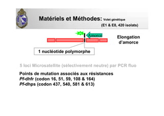 MatMatéériels et Mriels et Mééthodes:thodes: Volet gVolet géénnéétiquetique
Points de mutation associés aux résistances
Pf-dhfr (codon 16, 51, 59, 108 & 164)
Pf-dhps (codon 437, 540, 581 & 613)
(E1 & E8, 420 isolats)
5 loci Microsatellite (sélectivement neutre) par PCR fluo
1 nucléotide polymorphe
Amorce Elongation
d’amorce
 