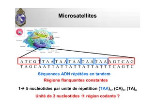 MicrosatellitesMicrosatellites
A T C G T T A A T A A T A A T A A T A A A G T C A G
T A G C A A T T A T T A T T A T T A T T T C A G T C
Régions flanquantes constantes
1 5 nucleotides par unité de répétition (TAA)n, (CA)n, (TA)n
Unité de 3 nucleotides région codante ?
Séquences ADN répétées en tandem
 