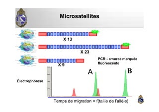 MicrosatellitesMicrosatellites
X 13
X 23
X 9
Temps de migration = f(taille de l’allèle)
A B
Électrophorèse
PCR - amorce marquée
fluorescente
 