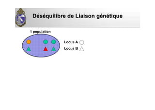DDééssééquilibre de Liaison gquilibre de Liaison géénnéétiquetique
Locus A
Locus B
1 population
 