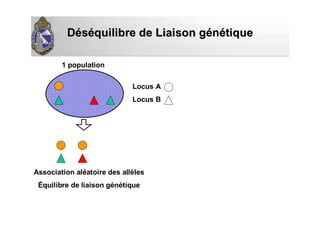 DDééssééquilibre de Liaison gquilibre de Liaison géénnéétiquetique
Locus A
Locus B
Association aléatoire des allèles
Équilibre de liaison génétique
1 population
 