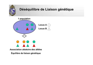 DDééssééquilibre de Liaison gquilibre de Liaison géénnéétiquetique
Locus A
Locus B
1 population
Association aléatoire des allèles
Équilibre de liaison génétique
 