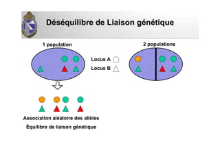 DDééssééquilibre de Liaison gquilibre de Liaison géénnéétiquetique
Locus A
Locus B
1 population 2 populations
Association aléatoire des allèles
Équilibre de liaison génétique
 