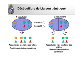 DDééssééquilibre de Liaison gquilibre de Liaison géénnéétiquetique
Locus A
Locus B
1 population 2 populations
Association non aléatoire des
allèles
Déséquilibre de liaison
génétique
Association aléatoire des allèles
Équilibre de liaison génétique
 