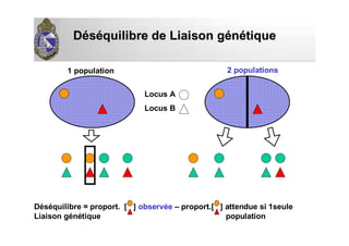 DDééssééquilibre de Liaison gquilibre de Liaison géénnéétiquetique
Déséquilibre = proport. [ ] observée – proport.[ ] attendue si 1seule
Liaison génétique population
Locus A
Locus B
1 population 2 populations
 