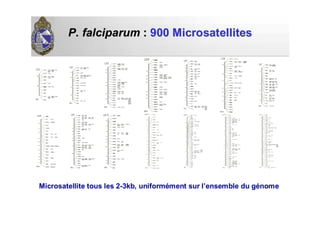 P. falciparumP. falciparum :: 900 Microsatellites900 Microsatellites
Microsatellite tous les 2-3kb, uniformément sur l’ensemble du génome
 