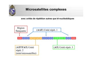 Microsatellites complexesMicrosatellites complexes
(AAT) Unité répét. 1
(ATTTAT) Unité
répét. 2
(mini/microsatellite)
(AT) Unité répét. 3
Région
flanquante
avec unités de répétition autres que tri-nucléotidiques
 