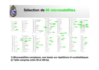 SSéélection delection de 60 microsatellites60 microsatellites
1) Microsatellites complexes, non basés sur répétitions tri-nucléotidiques
2) Taille comprise entre 50 et 350 bp
 