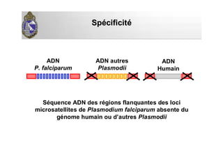 SpSpéécificitcificitéé
ADN
P. falciparum
ADN autres
Plasmodii
Séquence ADN des régions flanquantes des loci
microsatellites de Plasmodium falciparum absente du
génome humain ou d’autres Plasmodii
ADN
Humain
 