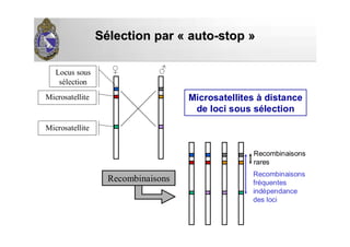 SSéélection parlection par «« autoauto--stopstop »»
Locus sous
sélection
Microsatellite
Microsatellite
♂♀
Recombinaisons
Recombinaisons
rares
Microsatellites à distance
de loci sous sélection
Recombinaisons
fréquentes
indépendance
des loci
 