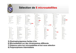 SSéélection delection de 6 microsatellites6 microsatellites
5) Electrophorégrames faciles à lire
6) Microsatellites sur des chromosomes différents
7) Distance entre loci microsatellites et loci sous sélection
8) Polymorphisme intermédiaire
 