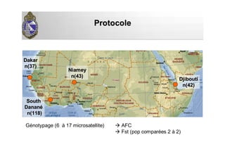 ProtocoleProtocole
Génotypage (6 à 17 microsatellite) AFC
Fst (pop comparées 2 à 2)
DjiboutiDjibouti
n(42)n(42)
DakarDakar
n(37)n(37)
SouthSouth
DananDananéé
n(118)n(118)
NiameyNiamey
n(43)n(43)
 