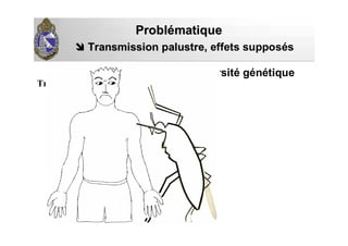 R1
R2
S
S
S
S
S
S
S
SS
Transmission palustre,Transmission palustre, effets supposés
ProblProbléématiquematique
sur la diversité génétiqueForte
Transmission
 
