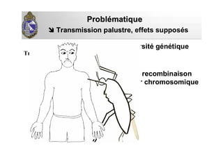 R1
R2
S S
recombinaison
inter chromosomique
ProblProbléématiquematique
Transmission palustre,Transmission palustre, effets supposés
sur la diversité génétiqueFaible
Transmission
 