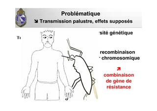 R1
R2
S S
recombinaison
inter chromosomique
combinaison
de gène de
résistance
ProblProbléématiquematique
Transmission palustre,Transmission palustre, effets supposés
sur la diversité génétiqueFaible
Transmission
 