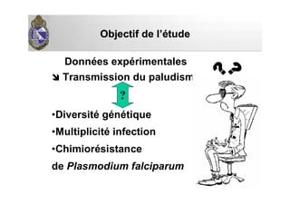 Transmission du paludisme
•Diversité génétique
•Multiplicité infection
•Chimiorésistance
de Plasmodium falciparum
?
Objectif de lObjectif de l’é’étudetude
Données expérimentales
 