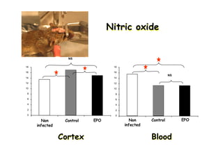 CortexCortex BloodBlood
NS
Non
infected
Control EPO
0
2
4
6
8
10
12
14
16
18
0
2
4
6
8
10
12
14
16
18
Non
infected
Control EPO
NS
Nitric oxideNitricNitric oxideoxide
 