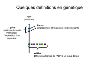 Quelques définitions en génétique
ADN
parasitaire
Locus
emplacement physique sur le chromosome1 gène
Unité fonctionnelle
Permettant
l’expression d’un
caractère
Allèles
Différentes formes de l’ADN à un locus donné
 