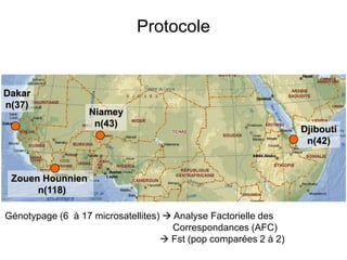 Protocole
Génotypage (6 à 17 microsatellites)  Analyse Factorielle des
Correspondances (AFC)
 Fst (pop comparées 2 à 2)
Djibouti
n(42)
Dakar
n(37)
Zouen Hounnien
n(118)
Niamey
n(43)
 