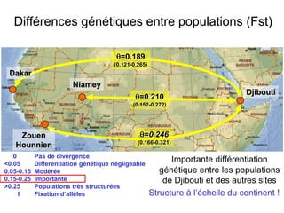 Importante différentiation
génétique entre les populations
de Djibouti et des autres sites
Structure à l’échelle du continent !
θ=0.189
(0.121-0.265)
θ=0.210
(0.152-0.272)
θ=0.246
(0.166-0.321)
Djibouti
Dakar
Zouen
Hounnien
Niamey
0 Pas de divergence
<0.05 Differentiation génétique négligeable
0.05-0.15 Modérée
0.15-0.25 Importante
>0.25 Populations très structurées
1 Fixation d’allèles
Différences génétiques entre populations (Fst)
 