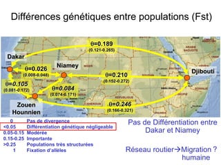 Pas de Différentiation entre
Dakar et Niamey
Réseau routierMigration
humaine
θ=0.189
(0.121-0.265)
θ=0.210
(0.152-0.272)
θ=0.246
(0.166-0.321)
Djibouti
Dakar
Zouen
Hounnien
Niamey
0 Pas de divergence
<0.05 Différentiation génétique négligeable
0.05-0.15 Modérée
0.15-0.25 Importante
>0.25 Populations très structurées
1 Fixation d’allèles
θ=0.105
(0.081-0.172) θ=0.084
(0.074-0.171)
θ=0.026
(0.008-0.048)
?
Différences génétiques entre populations (Fst)
 
